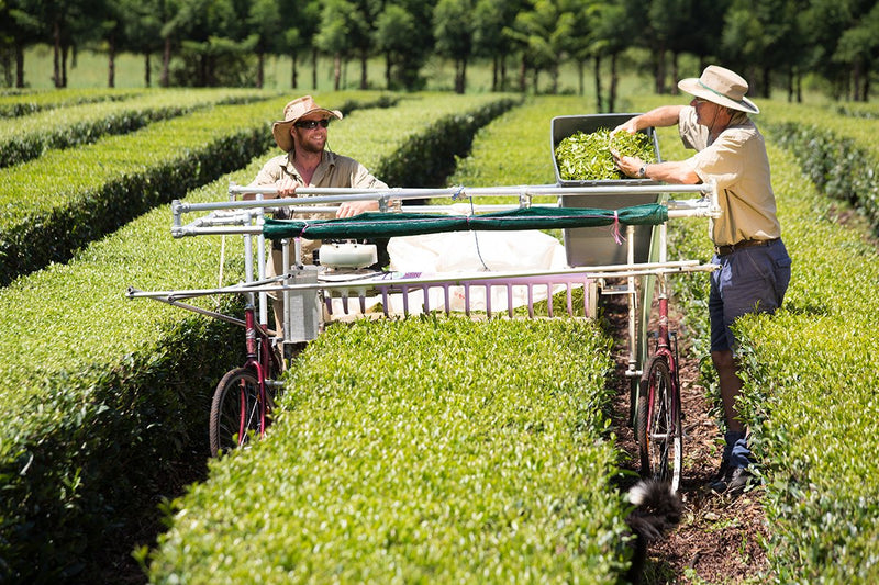 Premium Australian Black Tea