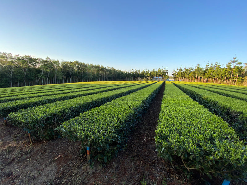 Autumn Australian Black Tea