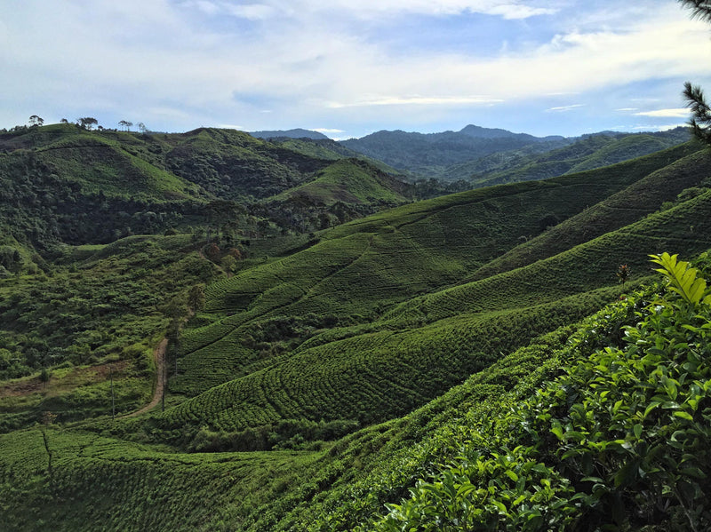 Bankitwangi Imperial Black Tea