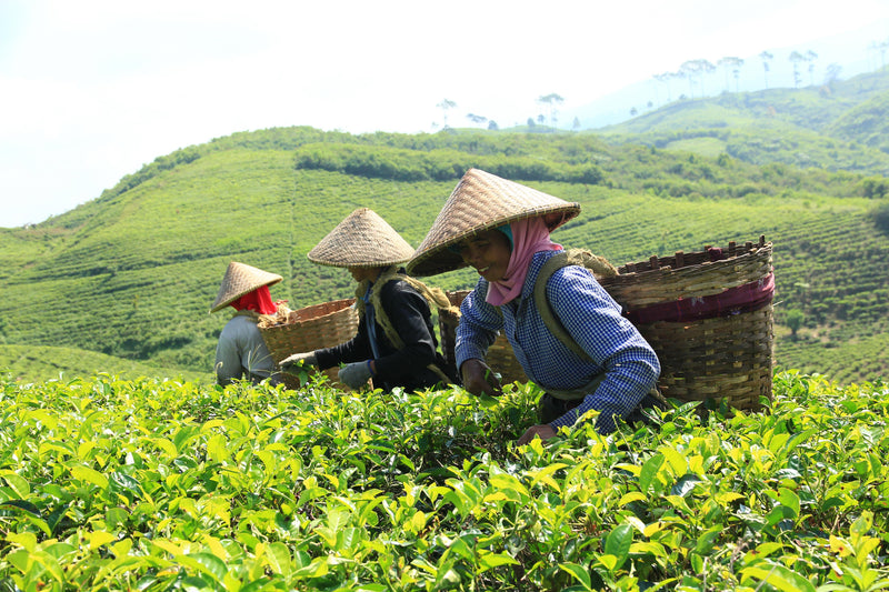 Bankitwangi Imperial Black Tea