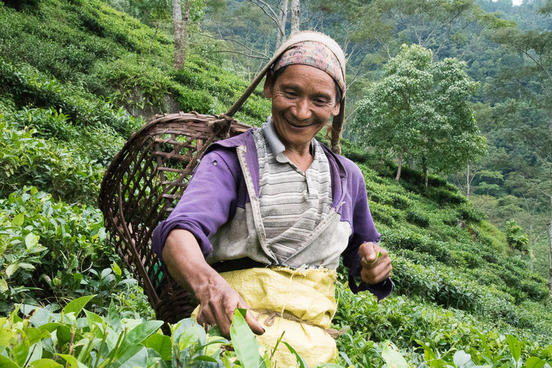 Nepalese Aama Oolong