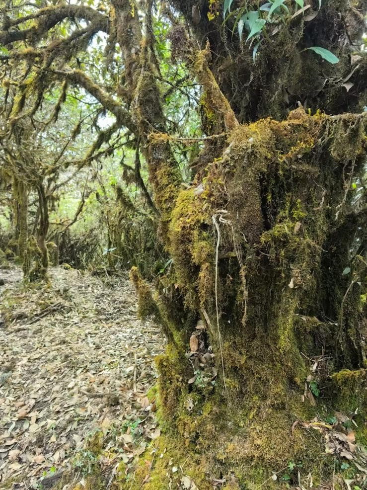 Wild Old Tree Black Spring 2024